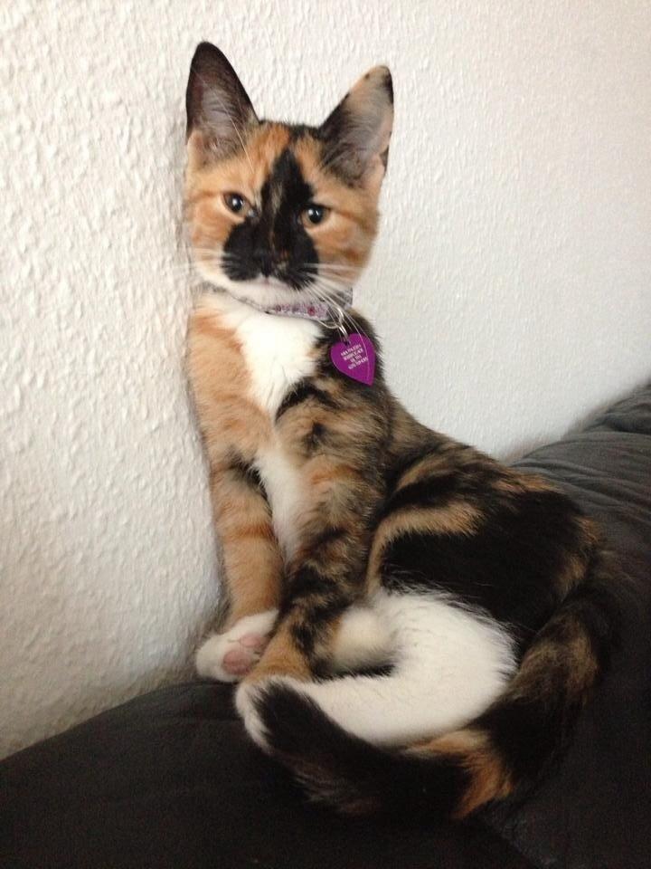 Huskat Mercedes billede 1