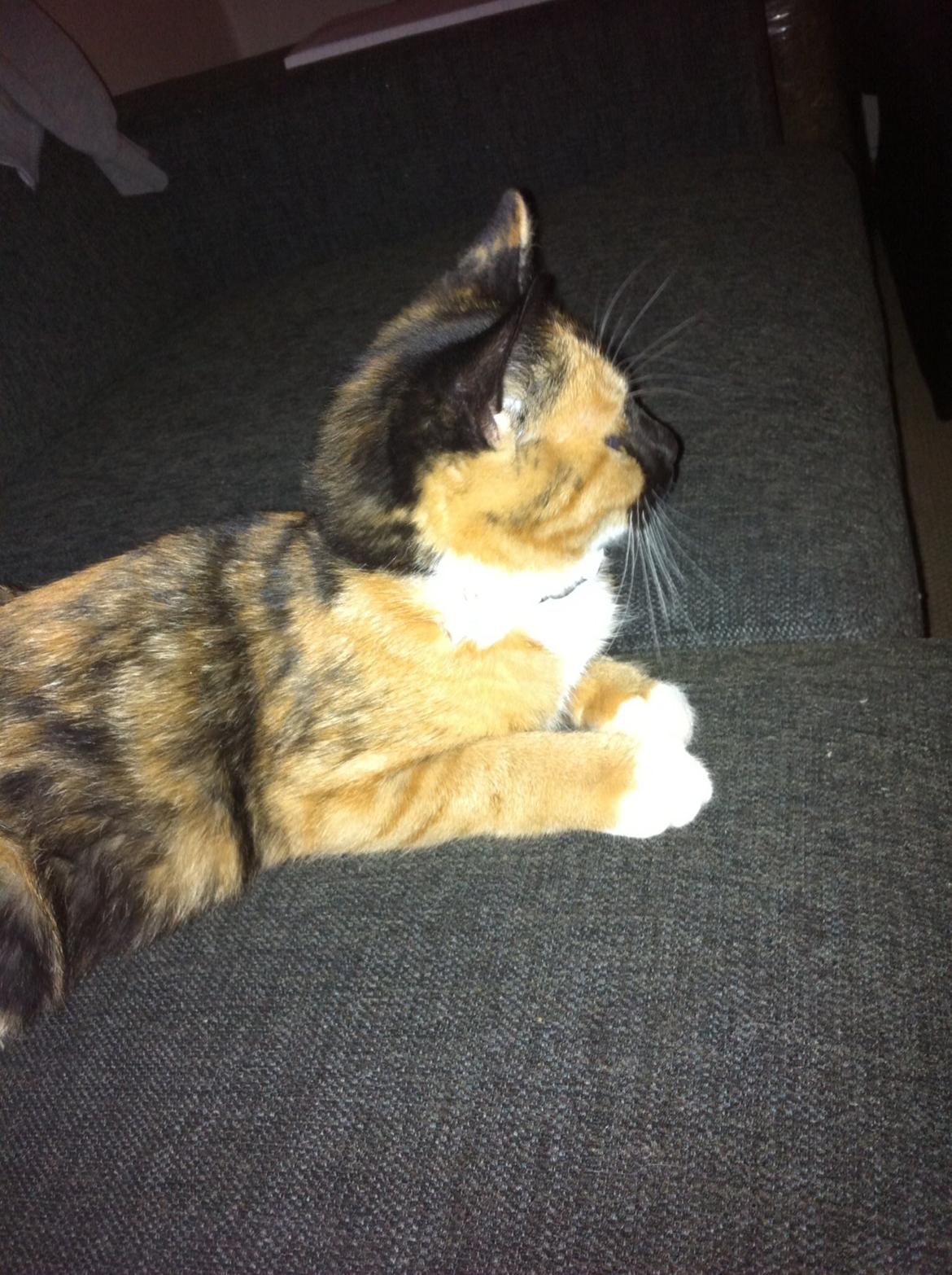 Huskat Mercedes billede 3