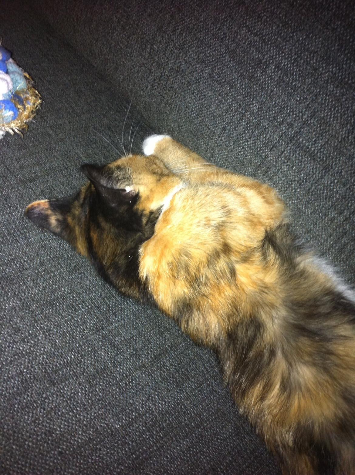 Huskat Mercedes billede 4