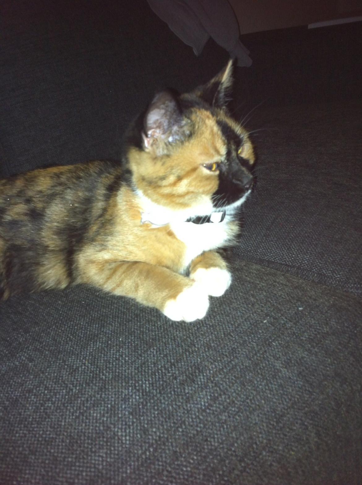 Huskat Mercedes billede 6