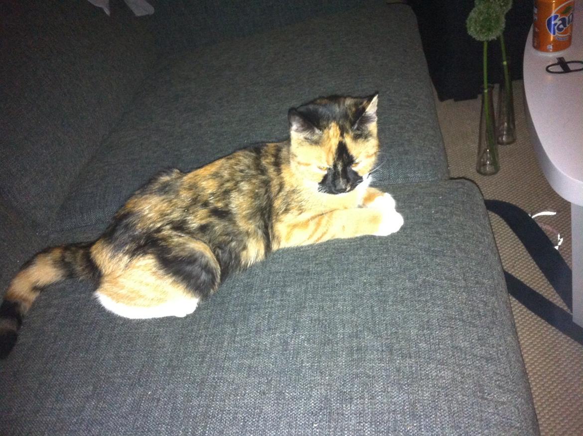 Huskat Mercedes billede 7