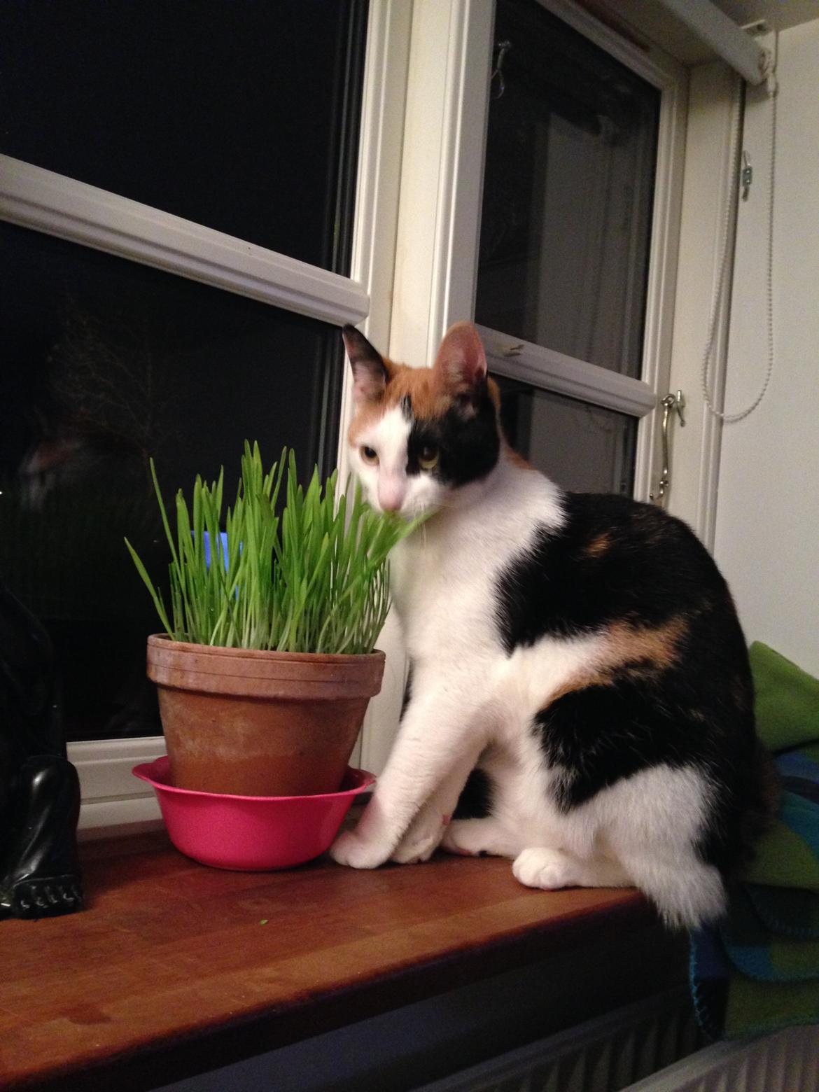 Huskat Pippy billede 10