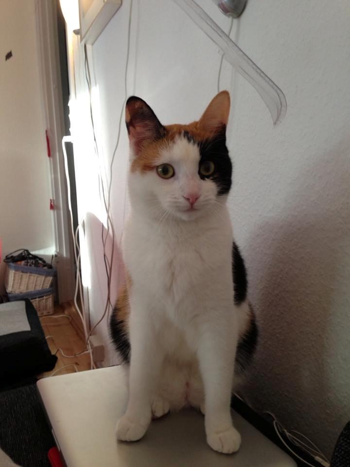 Huskat Pippy billede 2