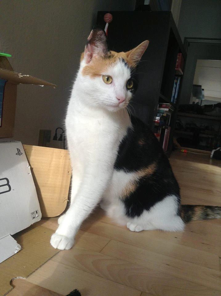 Huskat Pippy billede 1