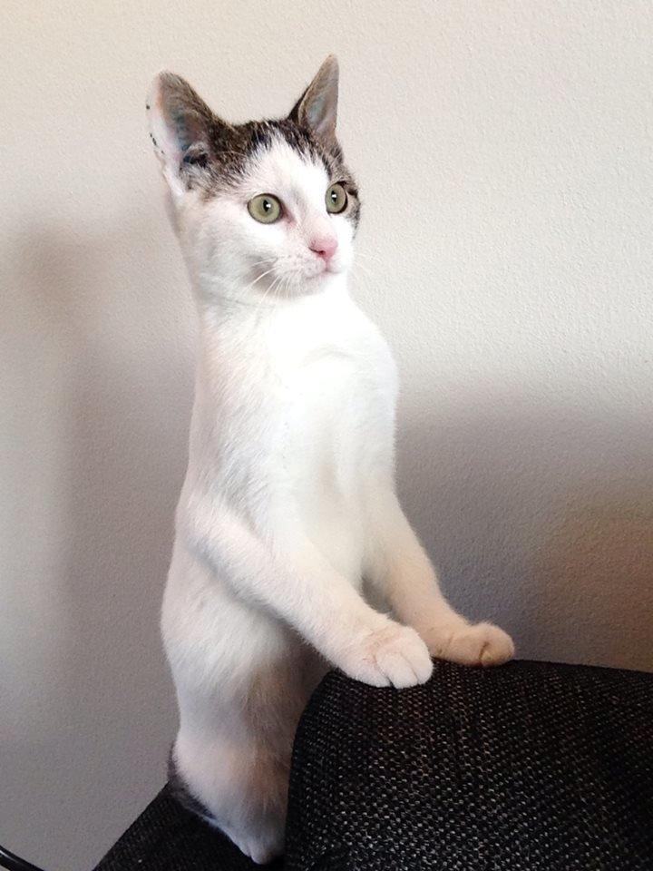 Huskat Bertil billede 1