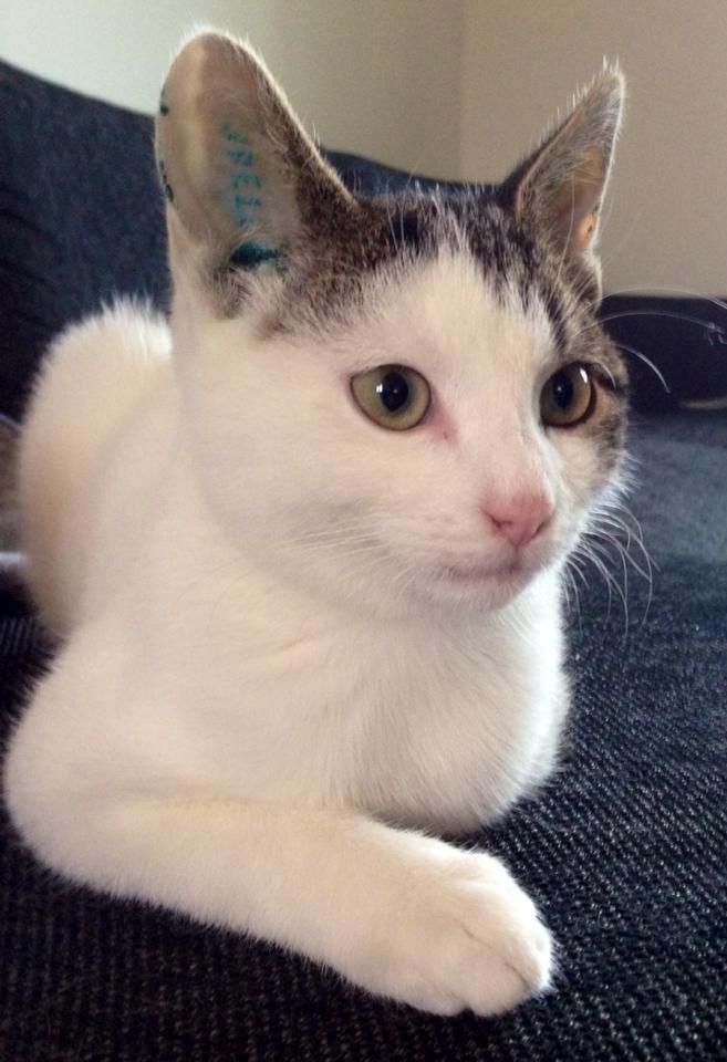 Huskat Bertil billede 2