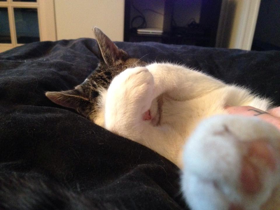 Huskat Bertil billede 3