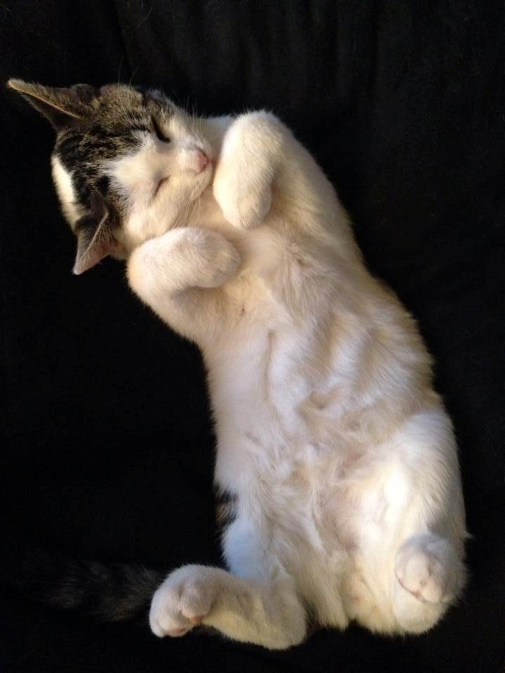 Huskat Bertil billede 4