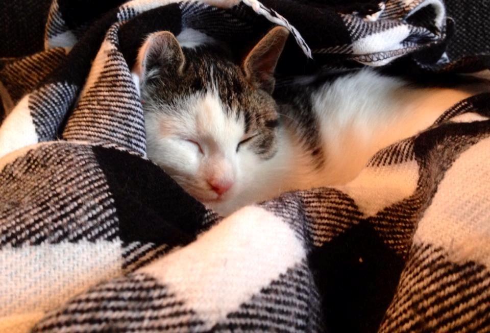 Huskat Bertil billede 5