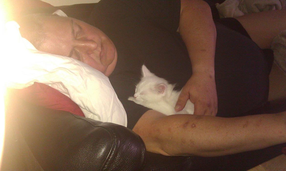 Maine Coon Fnugi - Rest In Peace Daddy and Fnugi <3
de elskede at putte... de døde med 11 mdr og 13 dages mellemrum.. nu mangler jeg begge mine bedstevenner...<3:( billede 1