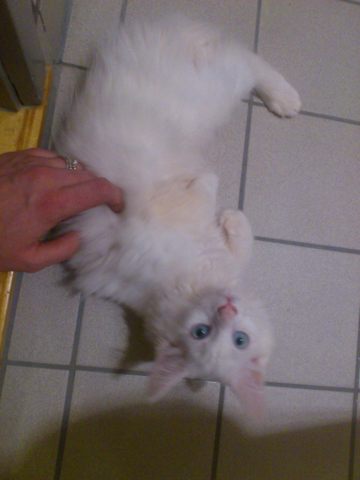 Maine Coon Cleo billede 4