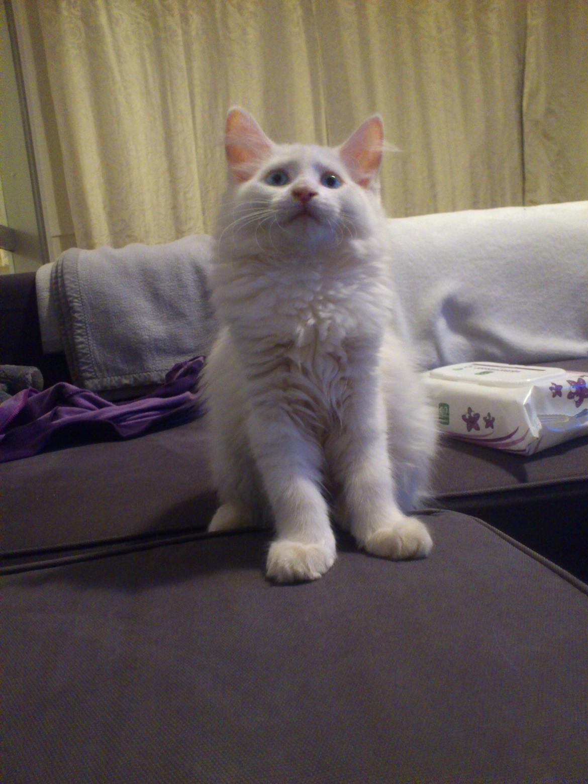 Maine Coon Cleo billede 2