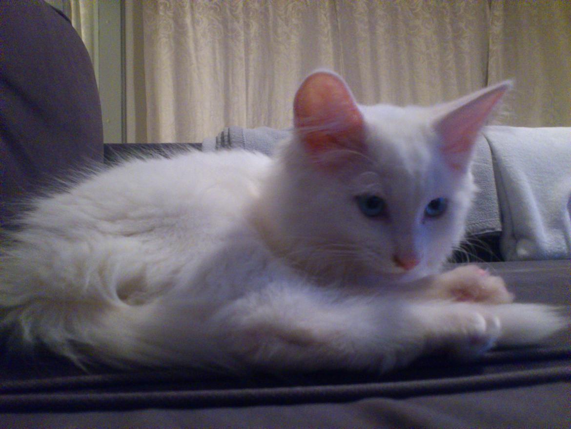 Maine Coon Cleo billede 3