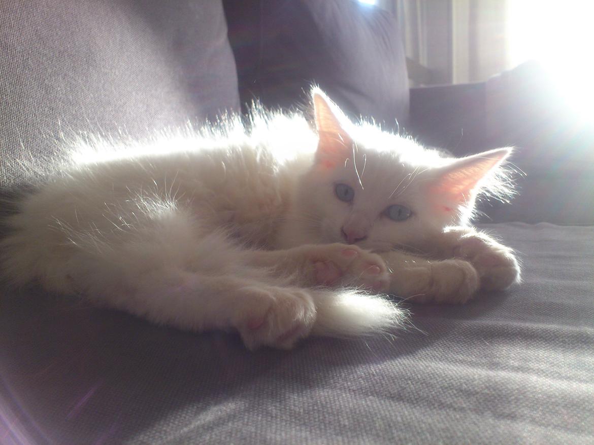 Maine Coon Cleo billede 1