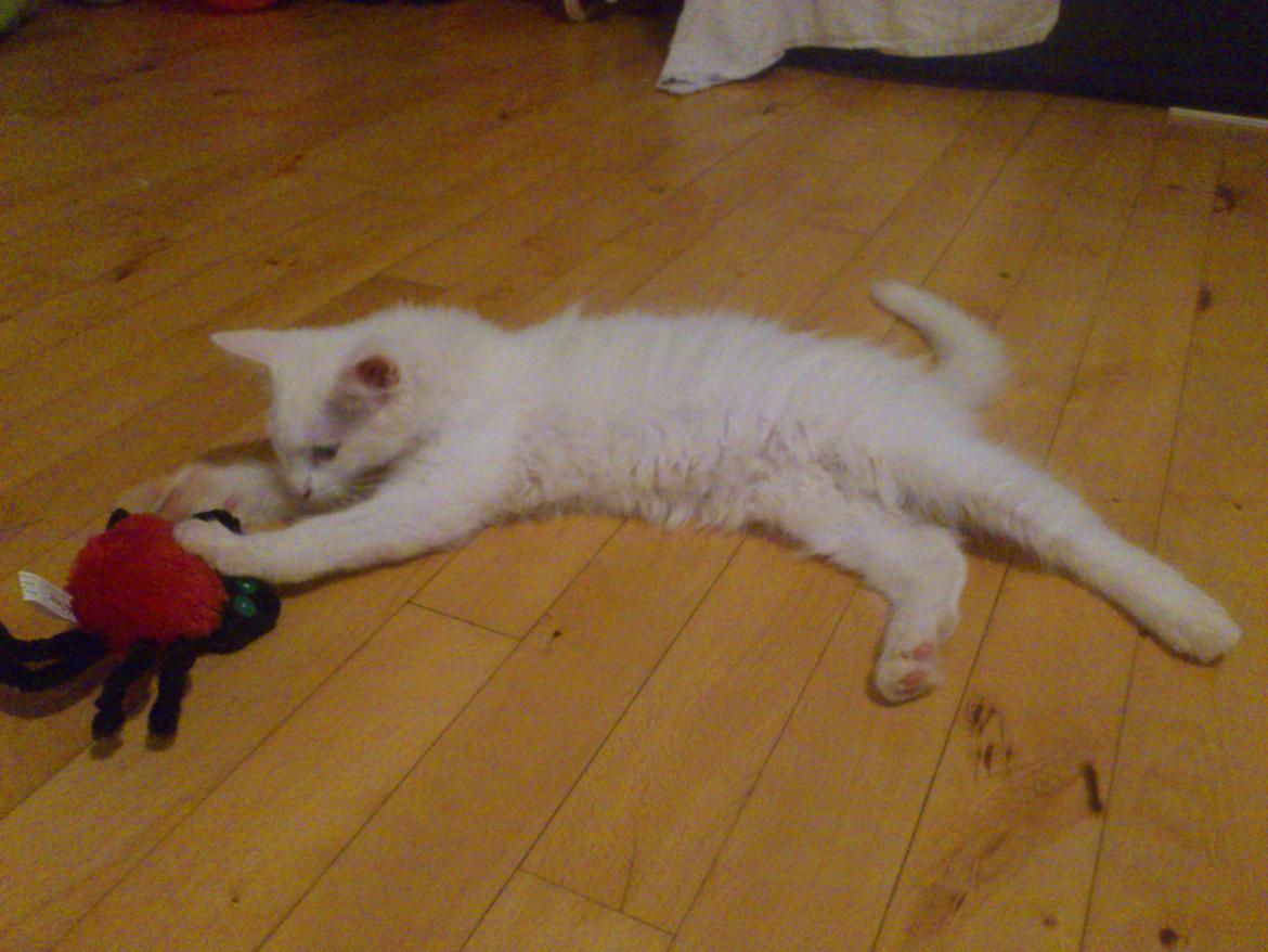 Maine Coon Cleo billede 5