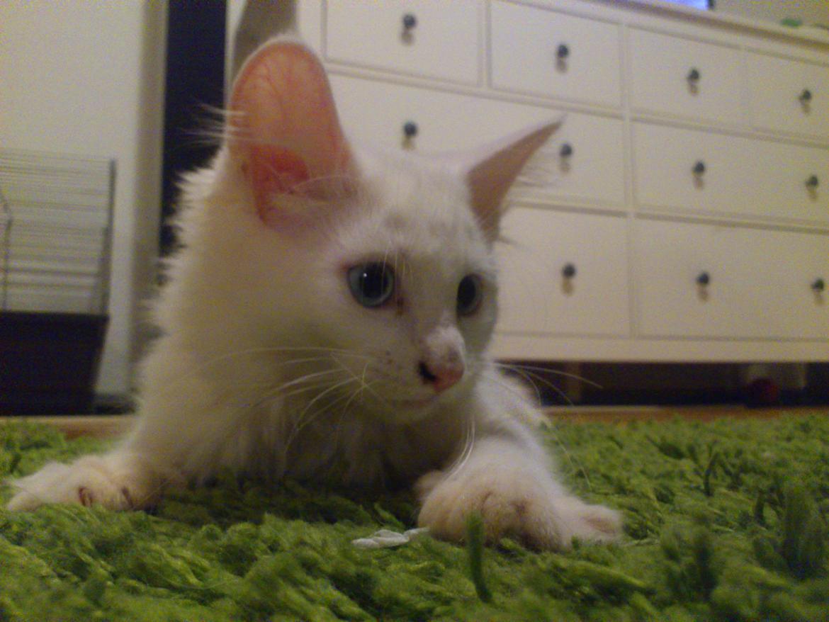 Maine Coon Cleo billede 6