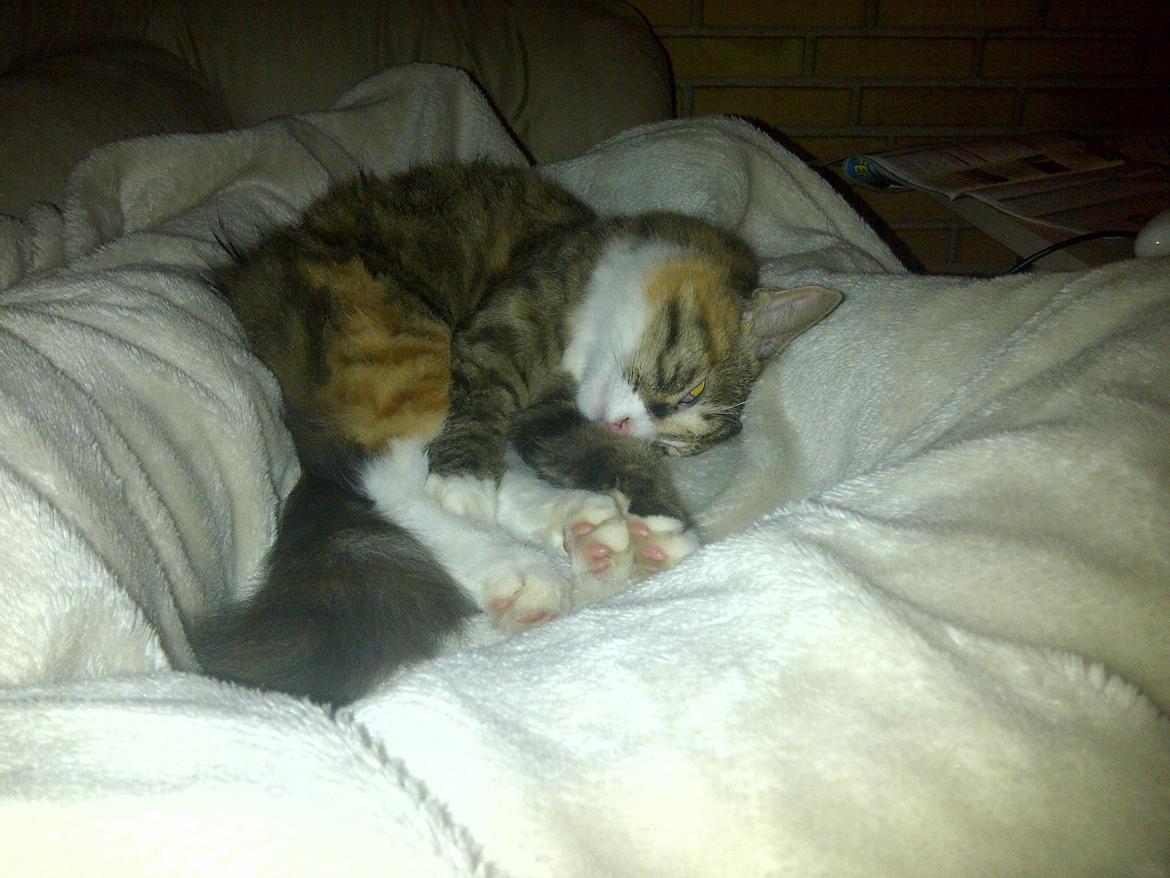 Blanding af racer Bellatrix billede 15