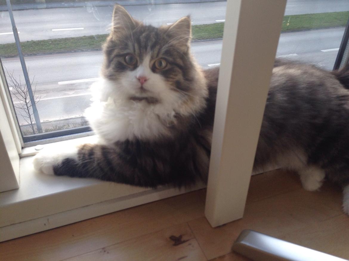 Sibirisk Kat Deirs Hawkeye, Tarzan billede 16