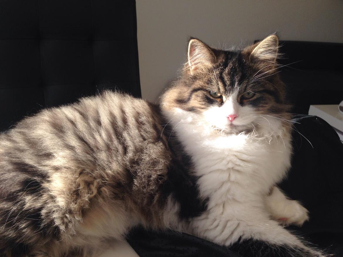 Sibirisk Kat Deirs Hawkeye, Tarzan billede 17