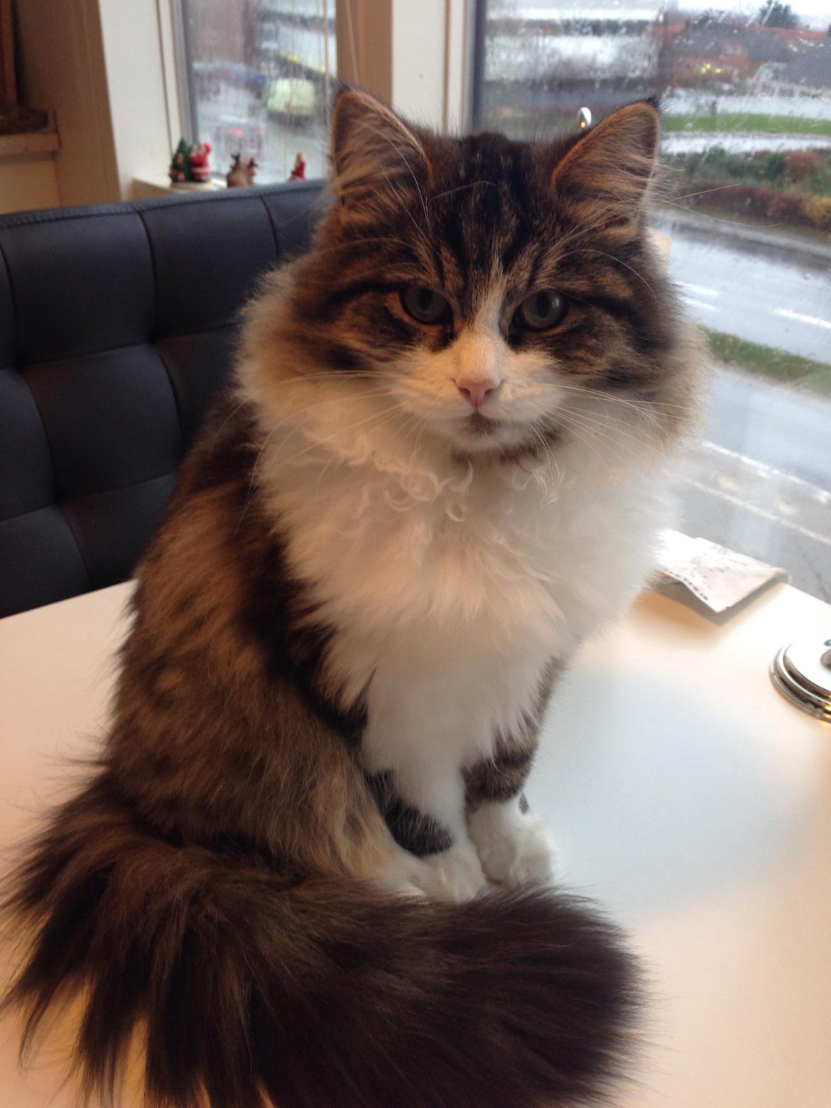 Sibirisk Kat Deirs Hawkeye, Tarzan billede 18