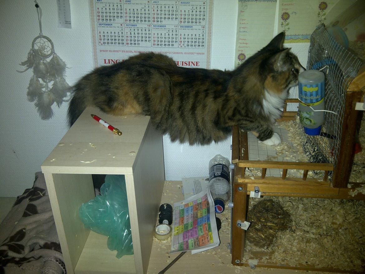 Blanding af racer Bellatrix billede 16