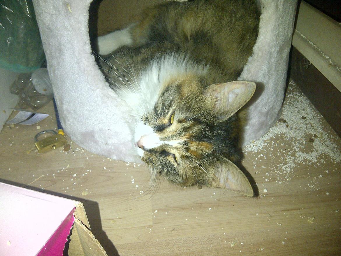 Blanding af racer Bellatrix billede 17