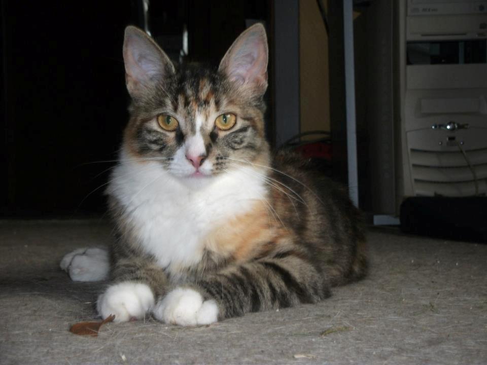 Blanding af racer Bellatrix billede 18