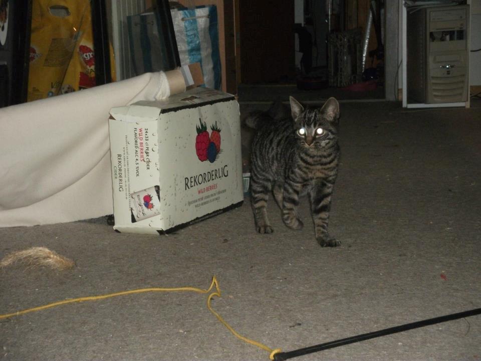 Huskat Sir. Pickles billede 7