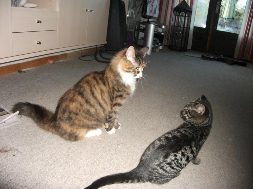 Huskat Sir. Pickles billede 2