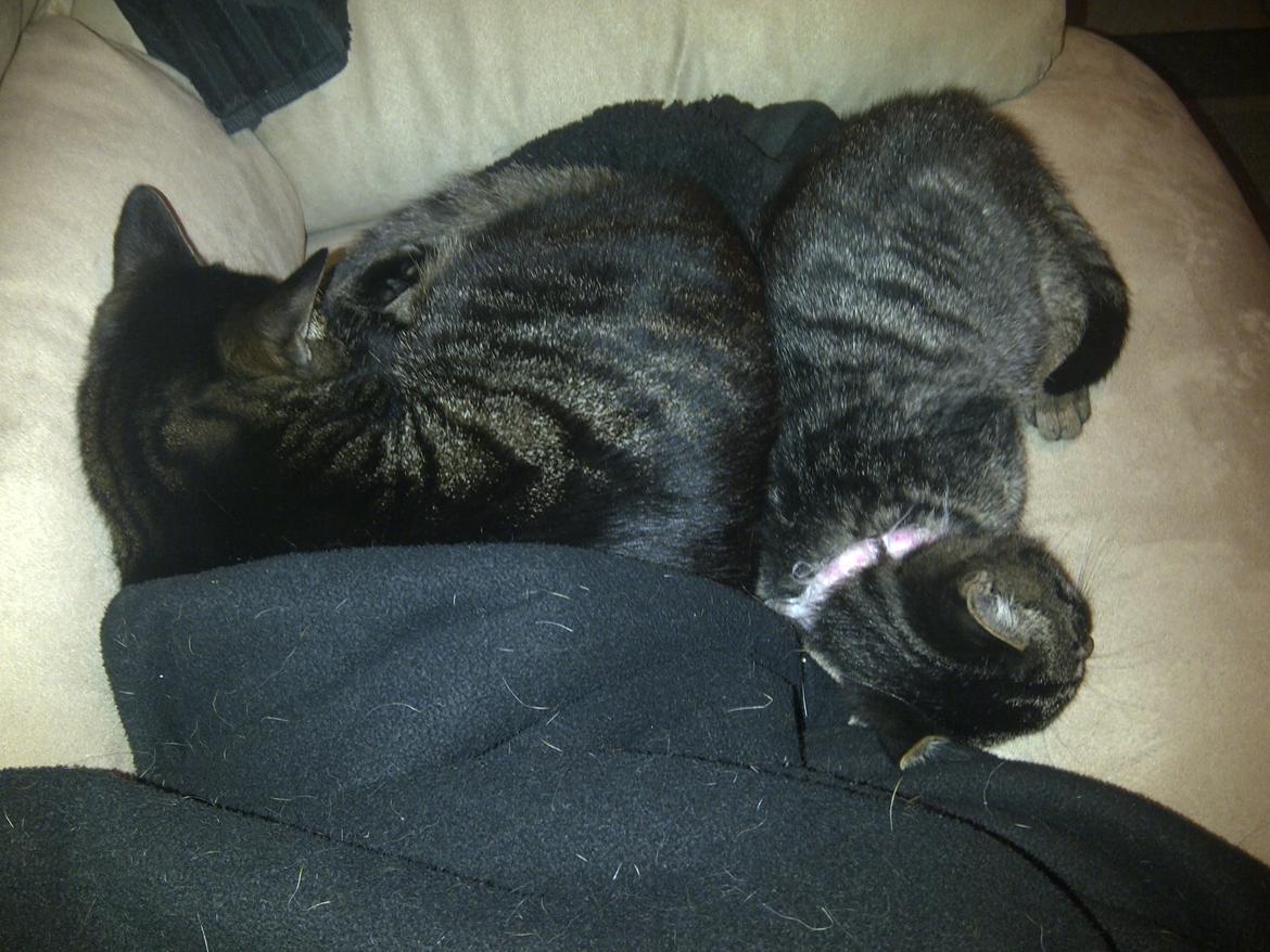 Huskat Sir. Pickles billede 3