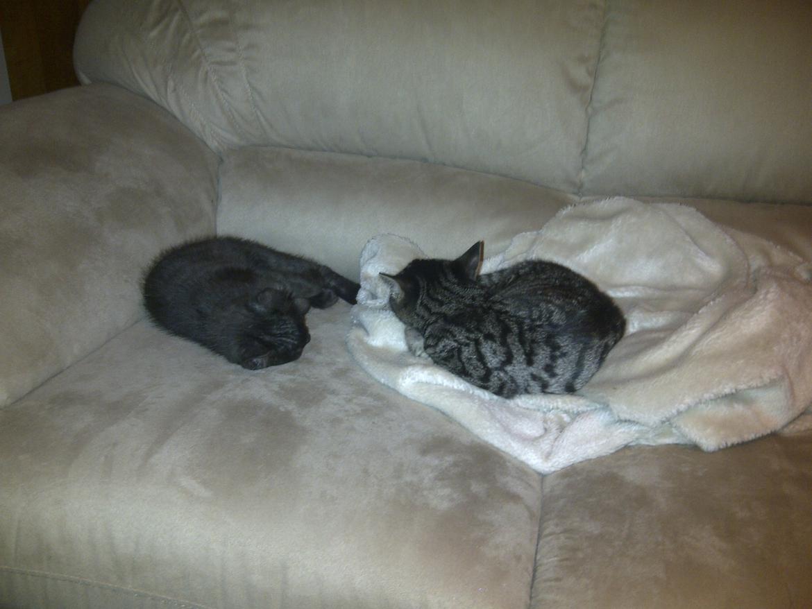 Huskat Sir. Pickles billede 4