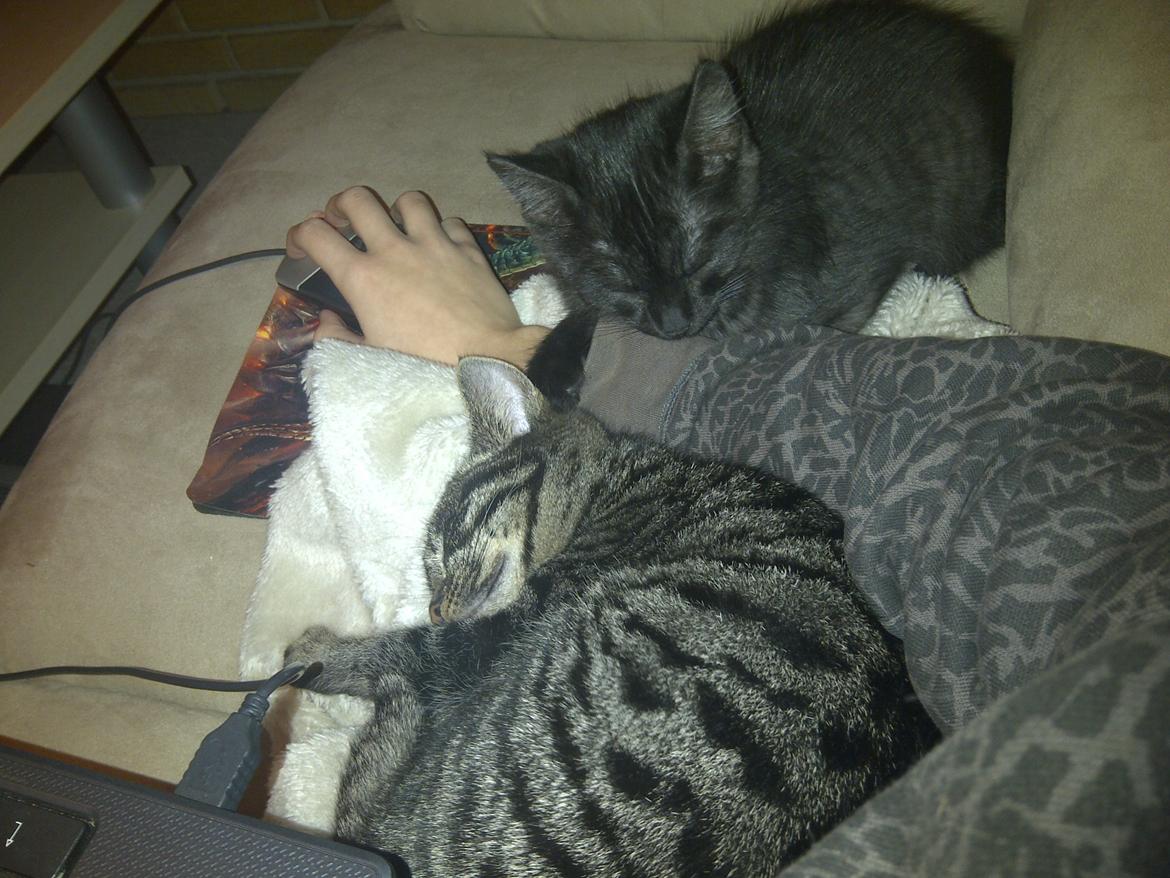 Huskat Sir. Pickles billede 5