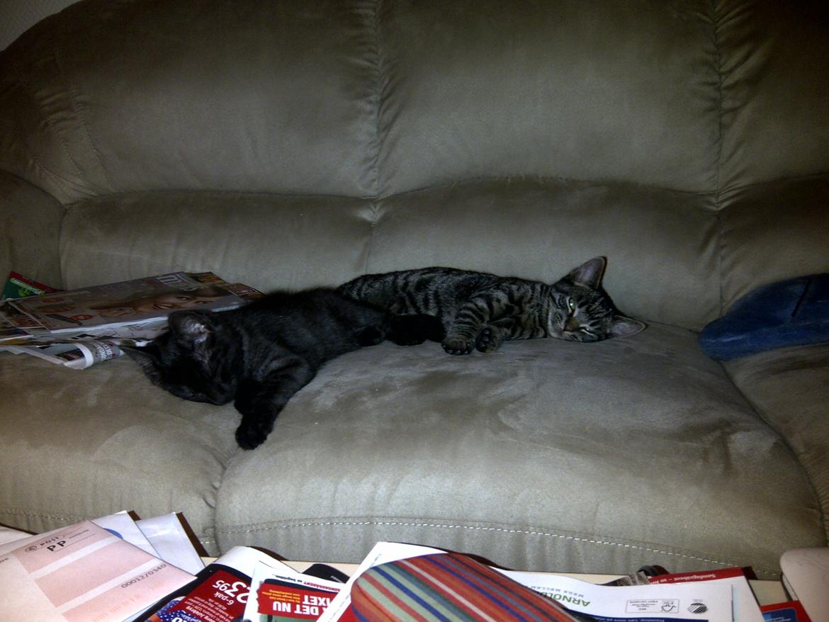 Huskat Sir. Pickles billede 6