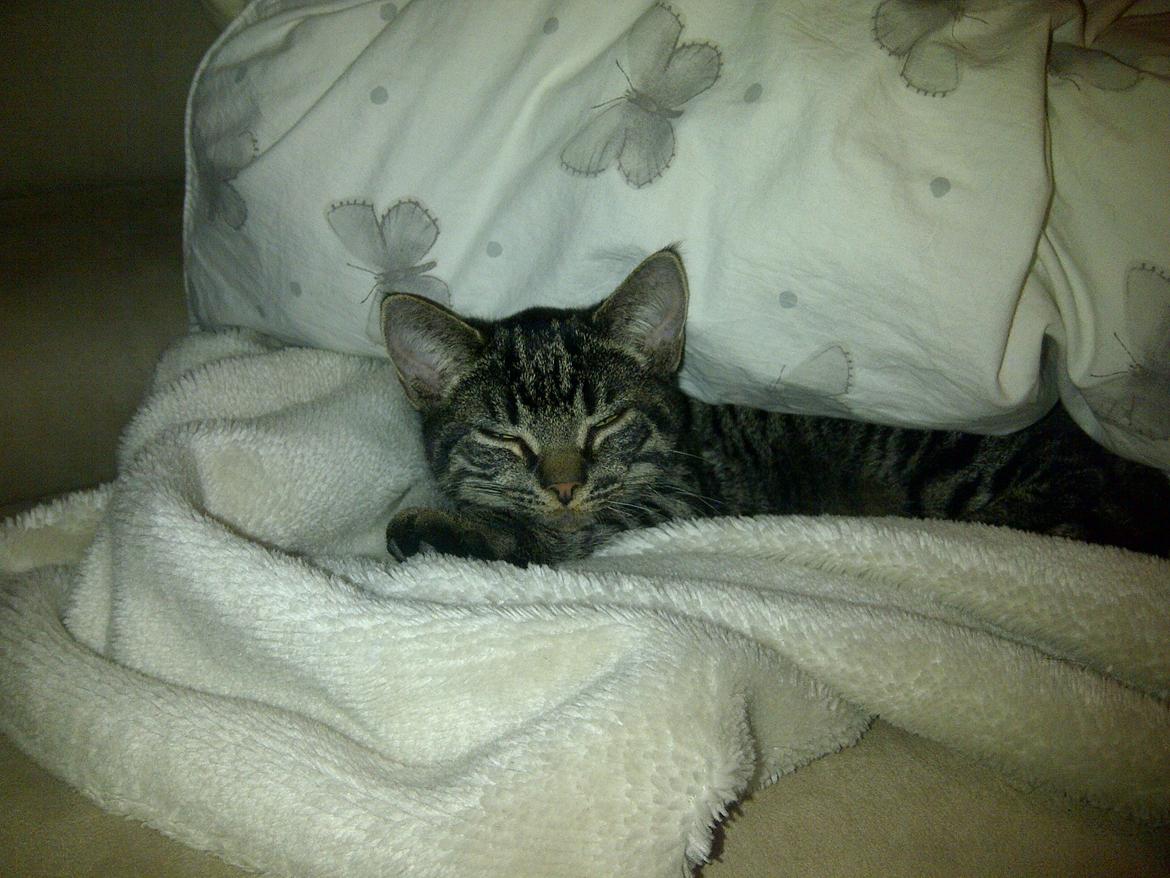 Huskat Sir. Pickles billede 1