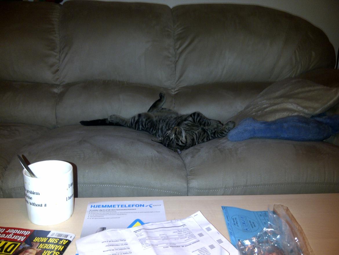 Huskat Sir. Pickles billede 8