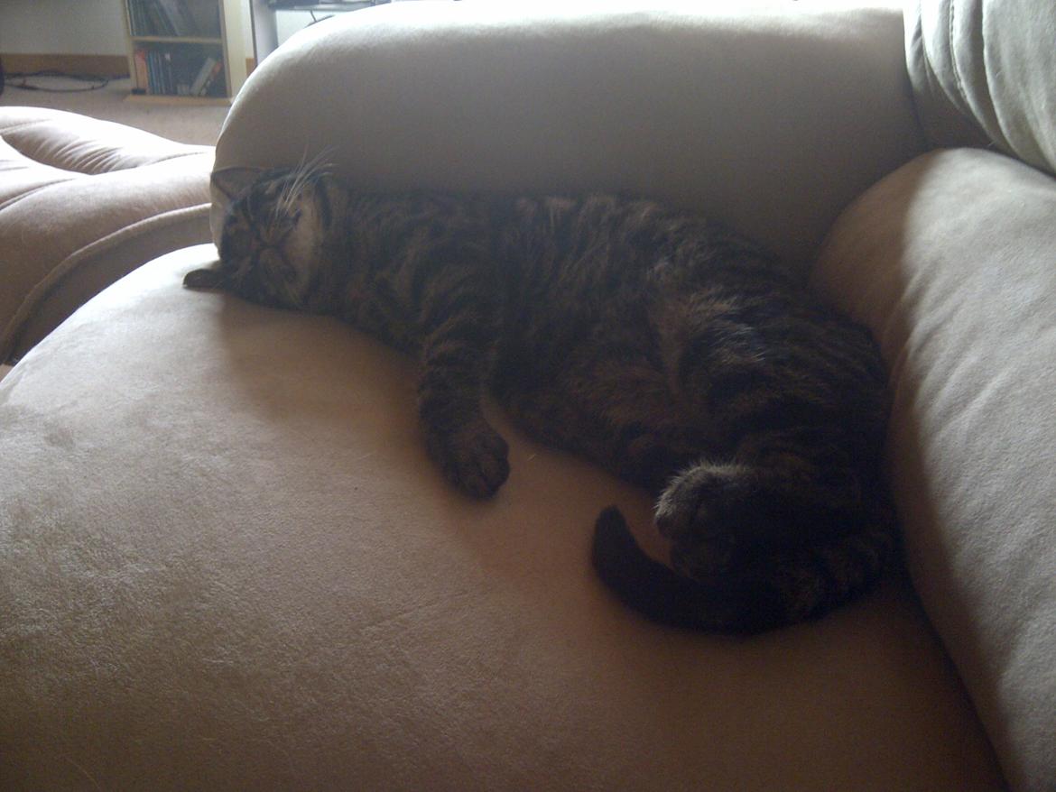 Huskat Sir. Pickles billede 9