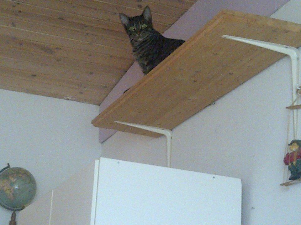 Huskat Sir. Pickles billede 10