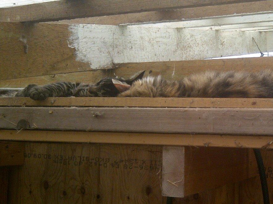 Huskat Sir. Pickles billede 11