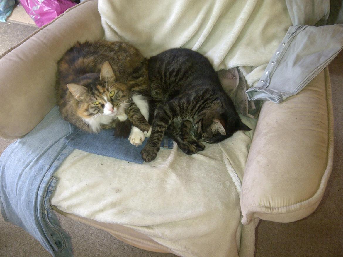 Huskat Sir. Pickles billede 12