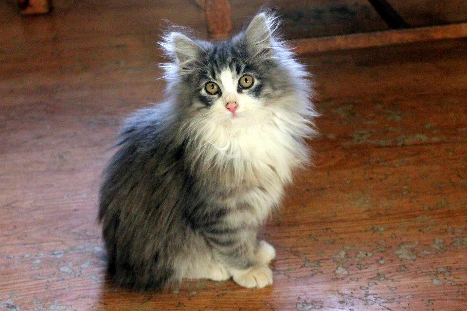 Norsk Skovkat kisser - VELKOMMEN TIL KISSERS PROFIL billede 1