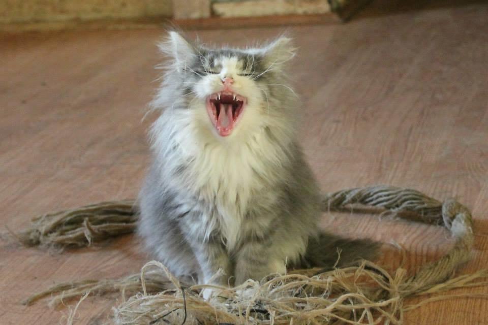 Norsk Skovkat kisser billede 4