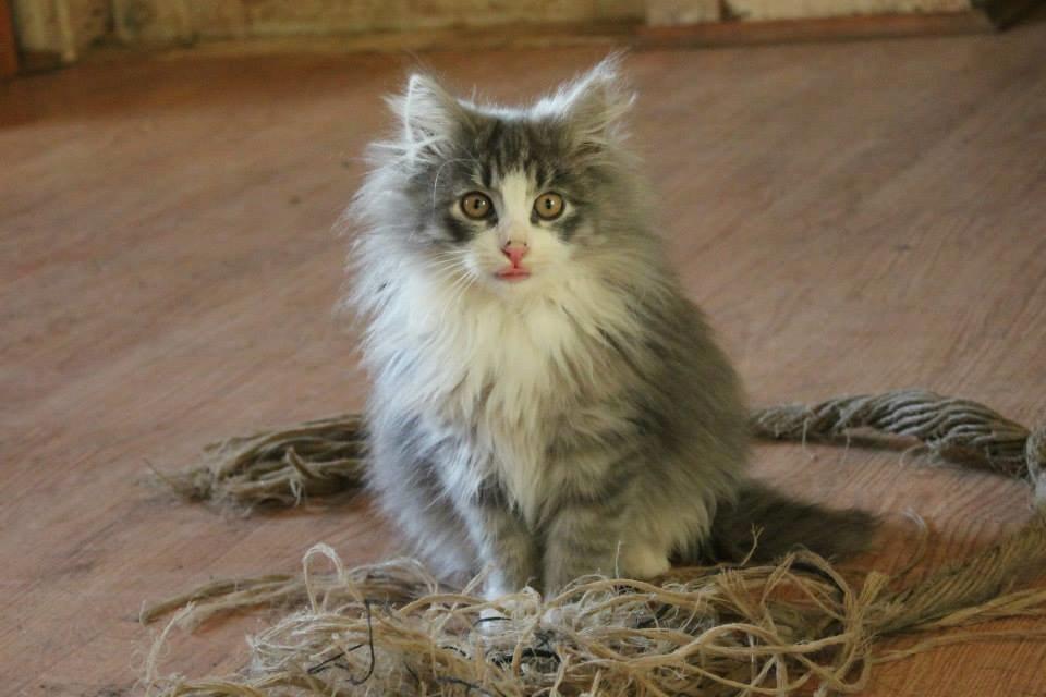 Norsk Skovkat kisser billede 7