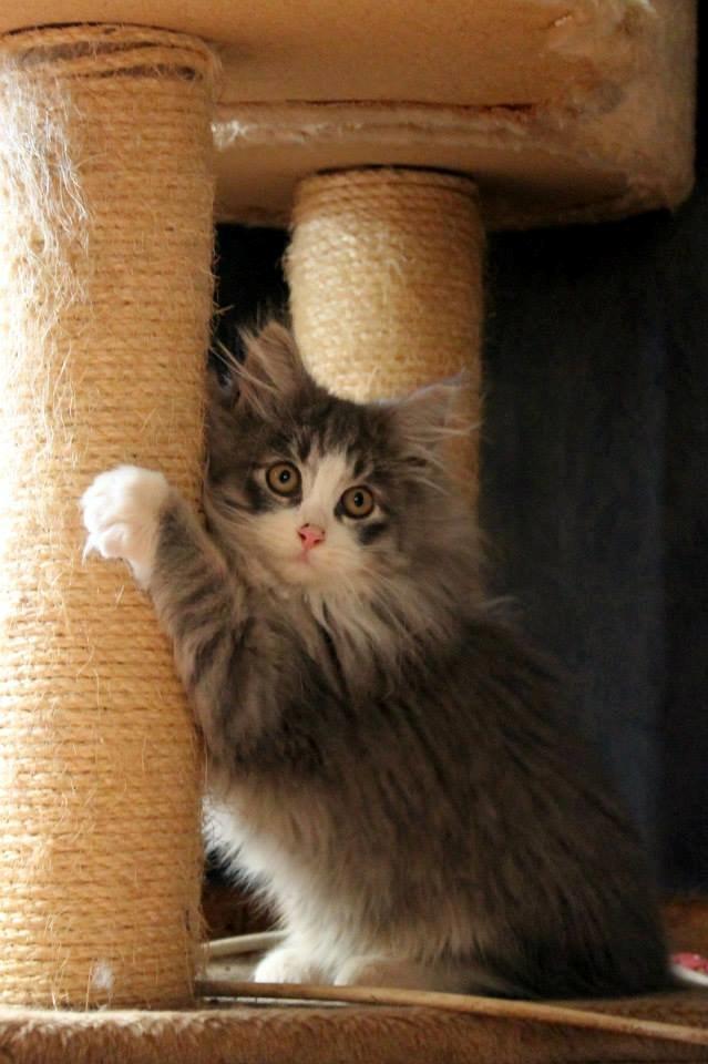 Norsk Skovkat kisser billede 10