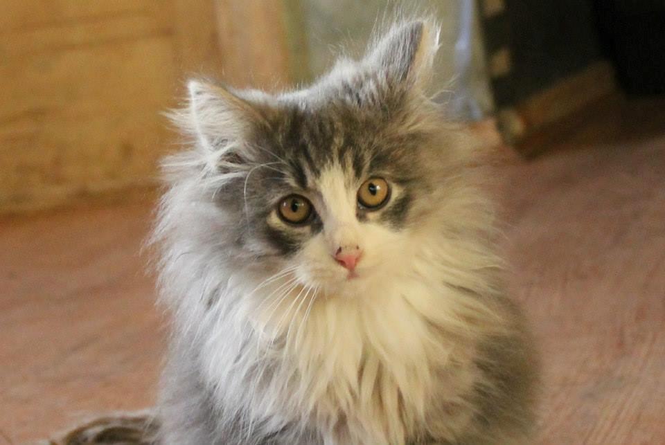 Norsk Skovkat kisser billede 11