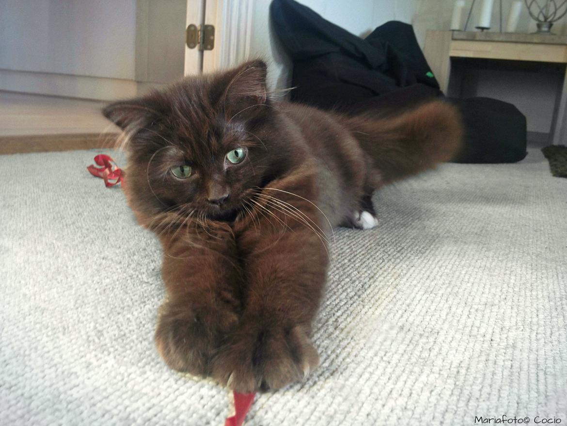 Blanding af racer ~ Cocio - 04.12.2013.(Næsten) 6 mdr. billede 12