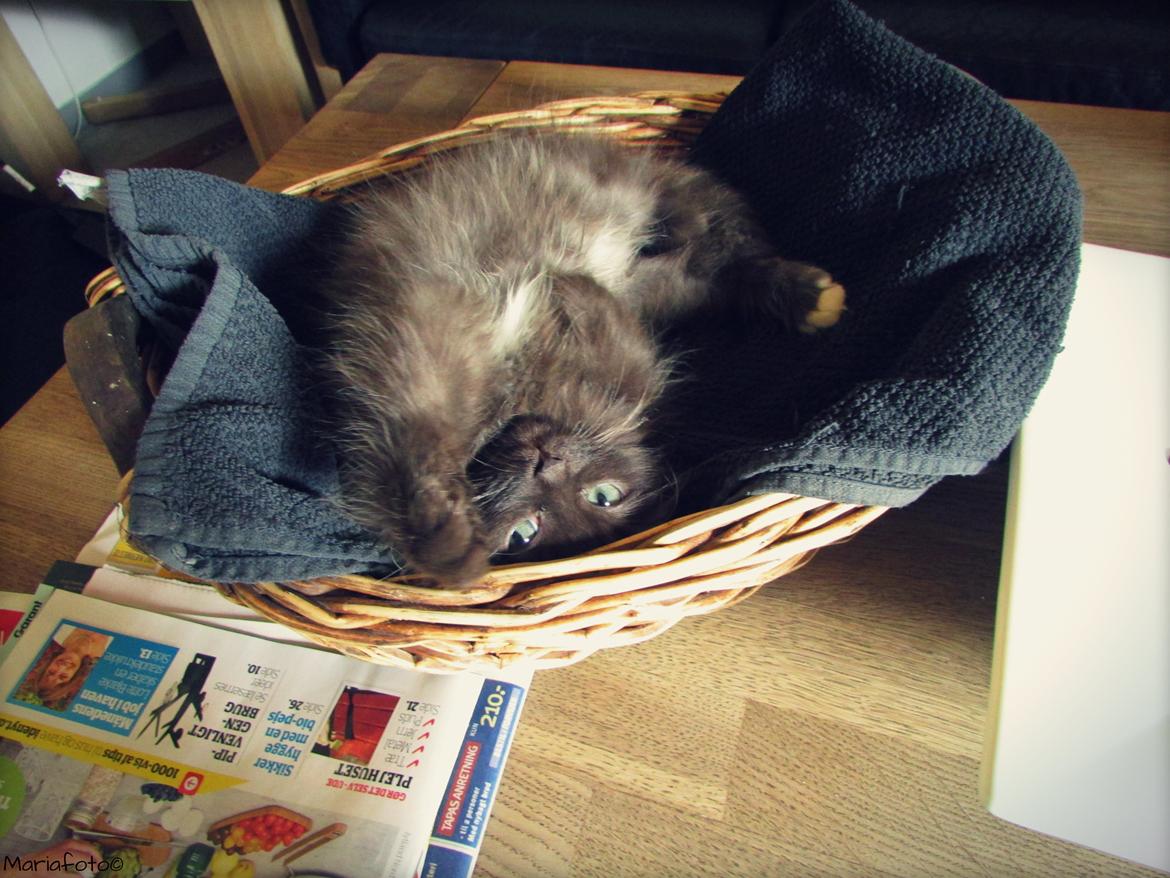 Blanding af racer ~ Cocio billede 15