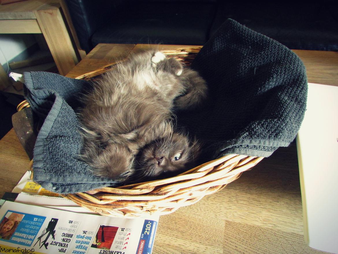 Blanding af racer ~ Cocio billede 14