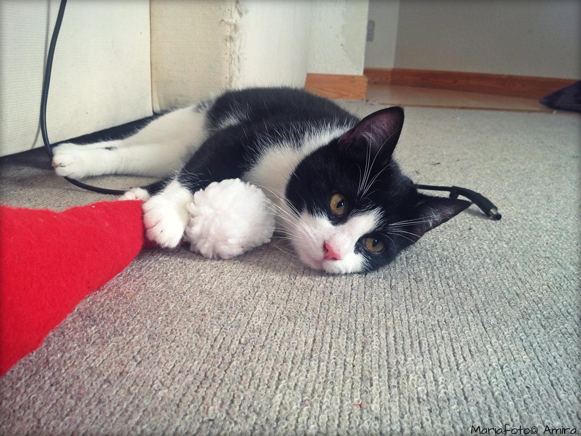 Huskat ~ Amira - 04.12.2013. Næsten 8 mdr. billede 5