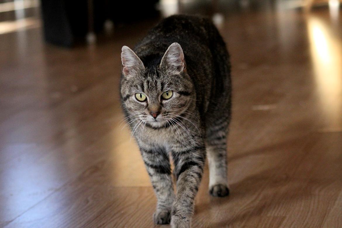 Blanding af racer Dychess - Gotfredsen Photography billede 1