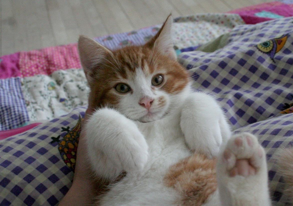 Huskat Lille Mæs billede 4